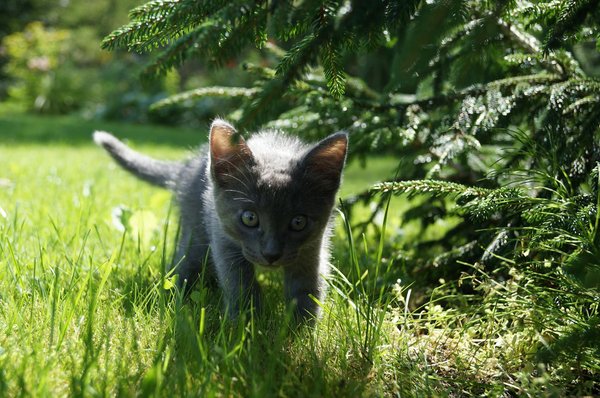 Spotting Feline Heat Exhaustion: Vital Prevention Tips Every Cat Owner Needs to Know