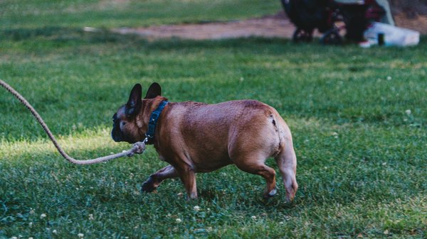 Mastering Eco-Friendly Hunting: The Ultimate Training Guide for Your English Pointer in Verdant British Woodlands
