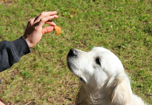 Helping Your Flat-Coated Retriever Cope with the Loss of a Companion: Proven Techniques for Emotional Healing