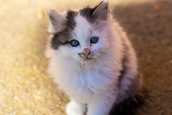 Recognizing Cognitive Decline in Senior Dalmatians: An In-Depth Owner's Handbook